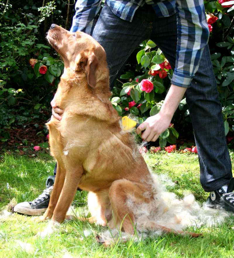 Labrador Shedding Solutions