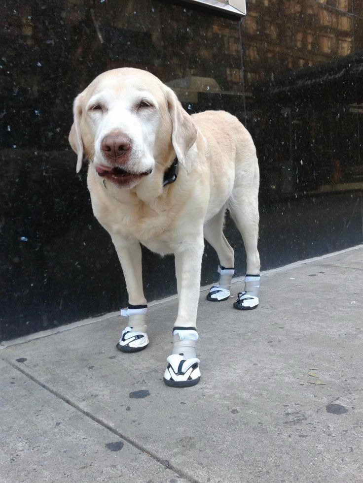 Labrador Shoes