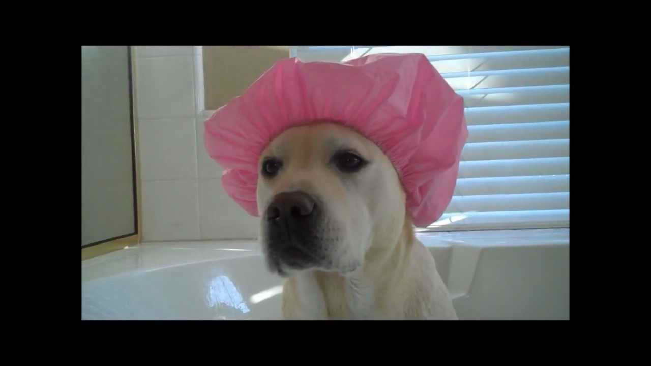 Labrador Shower