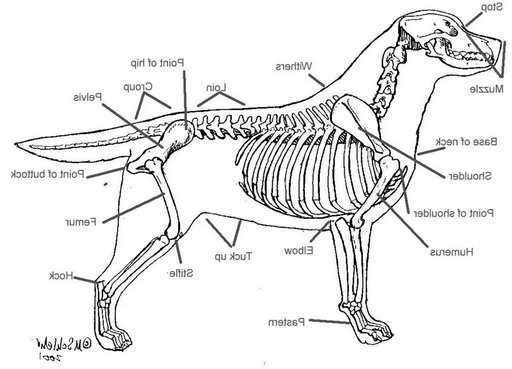 Labrador Skeleton