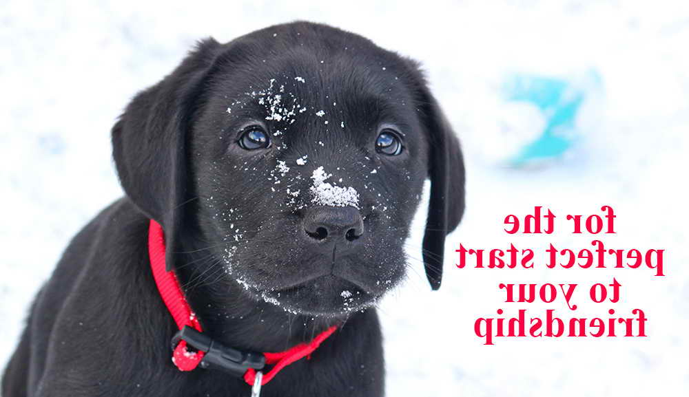 Labrador Training Books