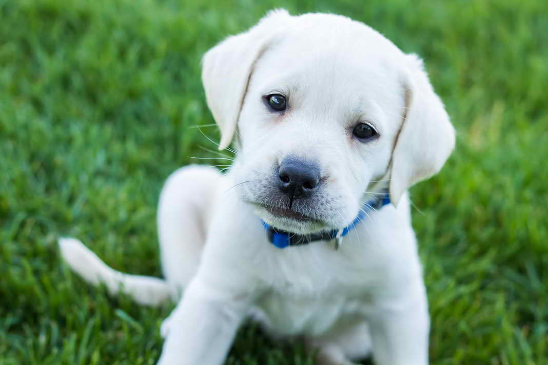Labrador White Puppies