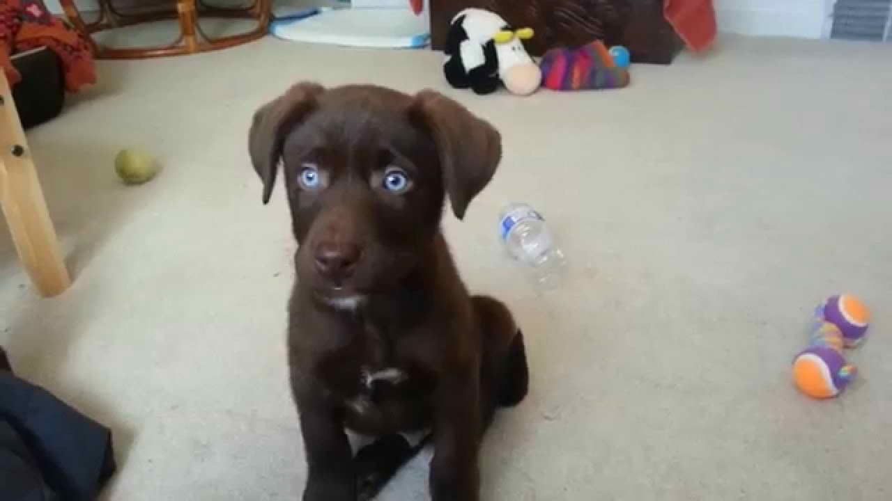 Labrador With Blue Eyes
