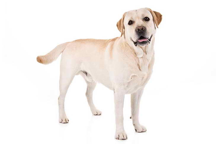 Labrador