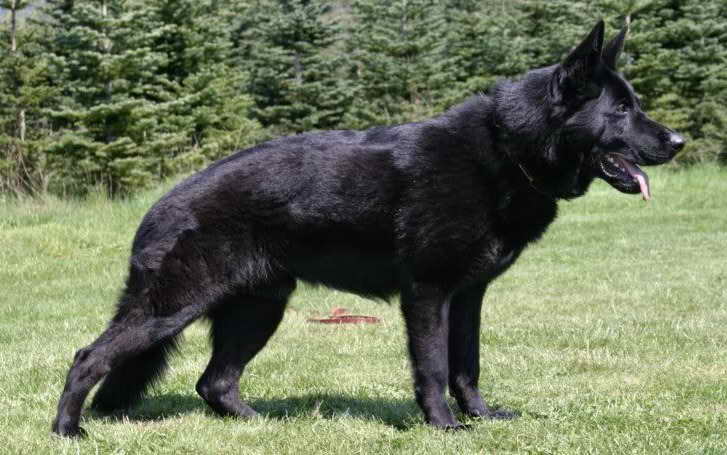 Large Black German Shepherd