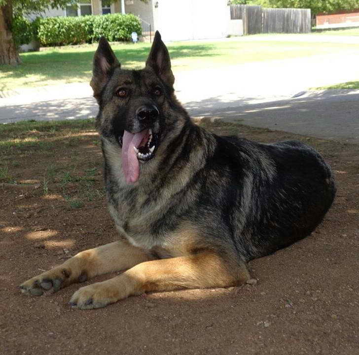 Large German Shepherd Dog Breeders