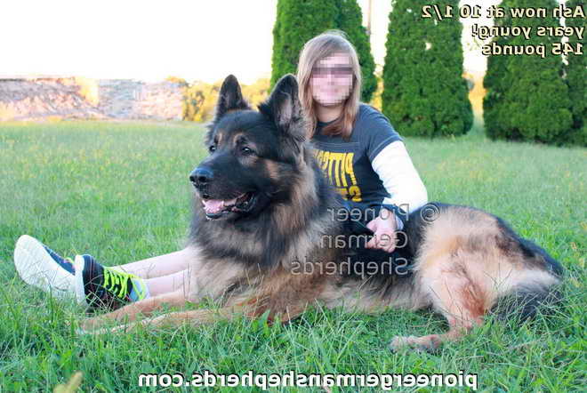 Large German Shepherd Dog