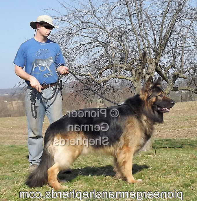 Large German Shepherd Weight