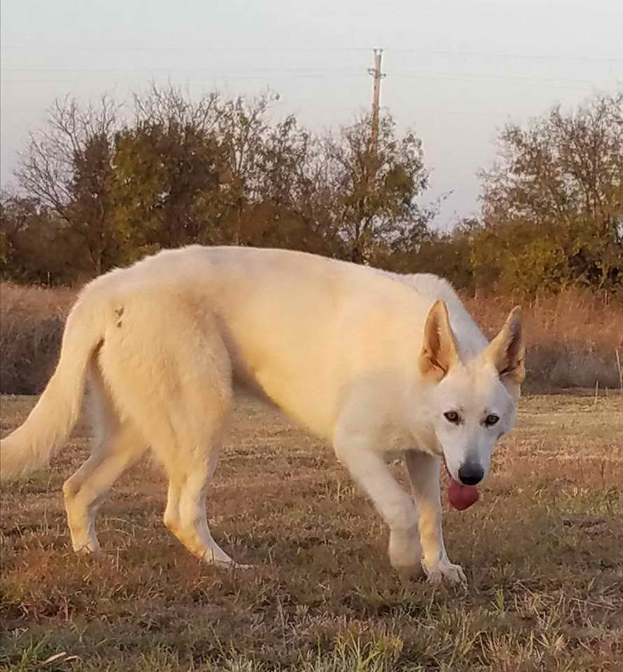 Large White German Shepherd