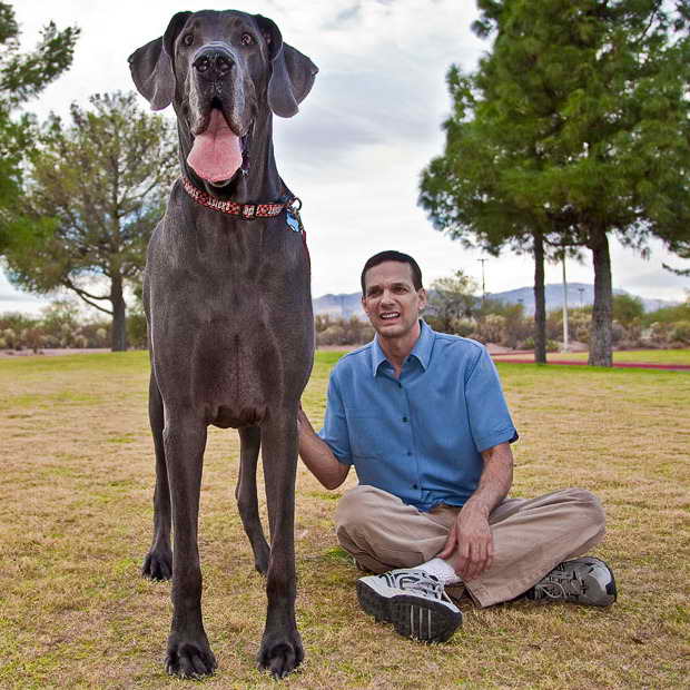 Largest Great Dane Breed