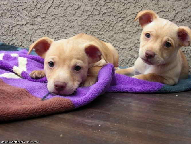 Las Vegas Chihuahua Rescue