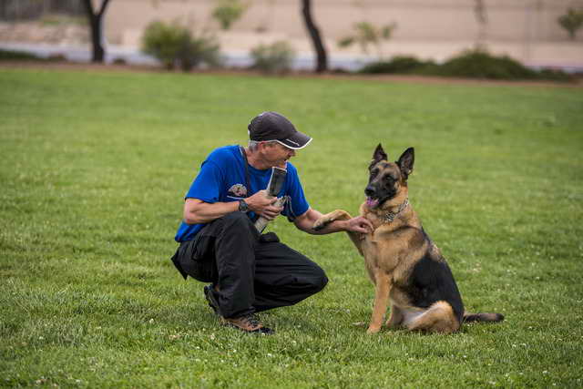 Las Vegas German Shepherd