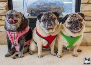 Las Vegas Pug Rescue