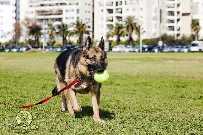 Leash For German Shepherd