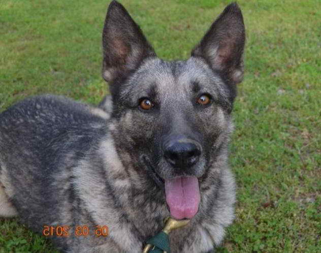 Legacy German Shepherd Rescue