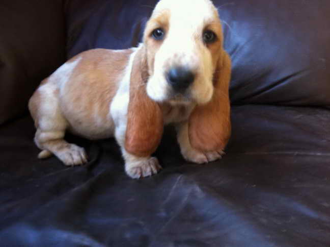 Lemon And White Basset Hound Puppies For Sale