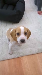 Lemon And White Beagle Puppies For Sale