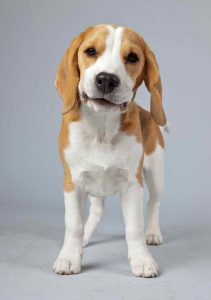 Lemon Beagle Information