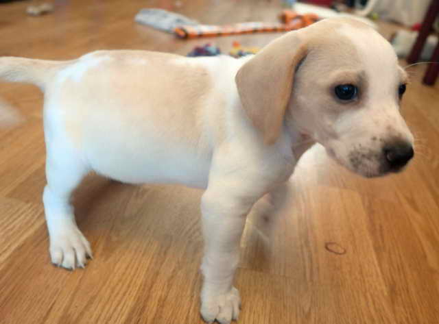 Lemon Beagle Puppies For Sale