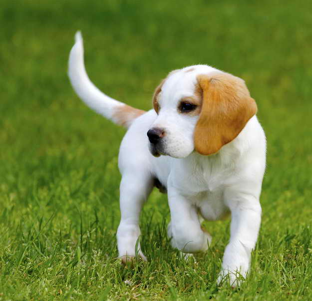 Lemon Beagle Puppies
