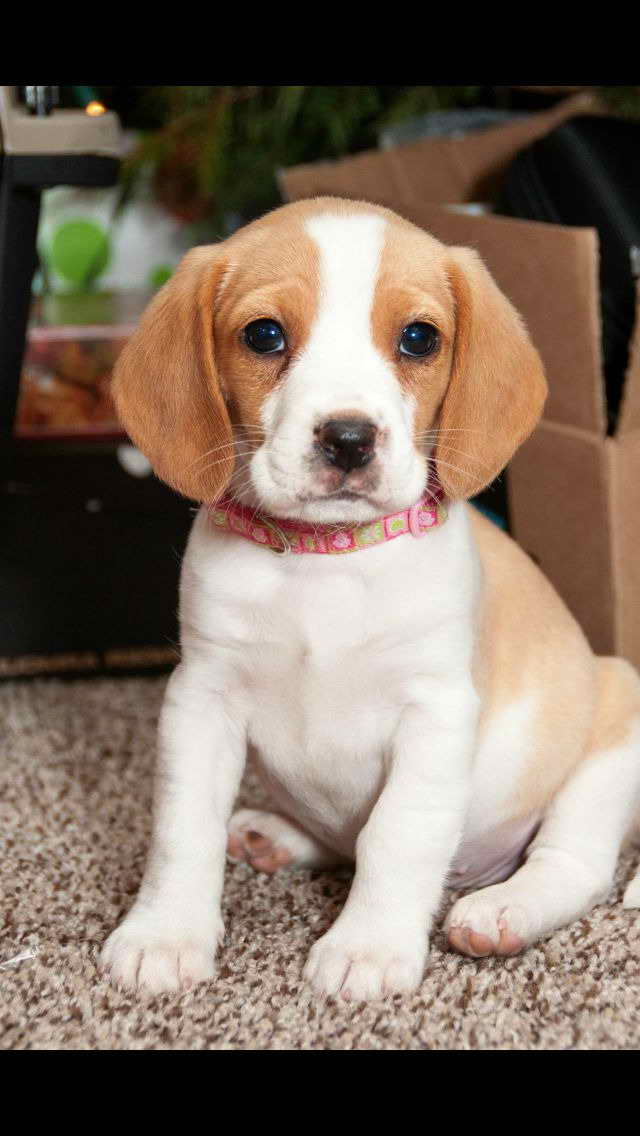 Lemon Beagle Puppy
