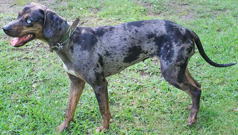 Leopard Catahoula For Sale