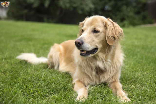 Life Expectancy Of Golden Retriever