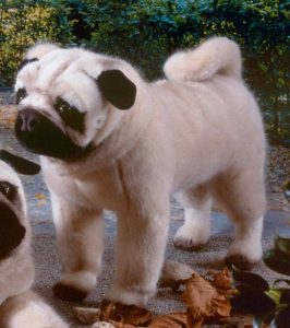 Life Size Pug Stuffed Animal