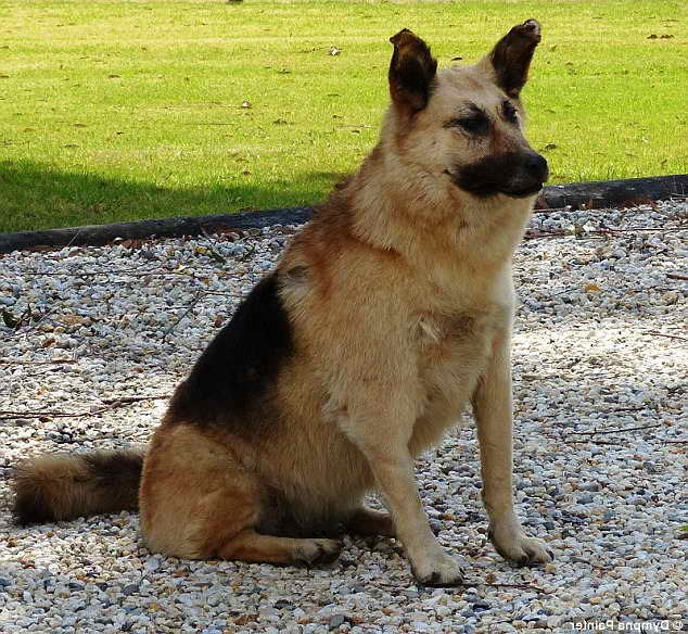 life size german shepherd teddy