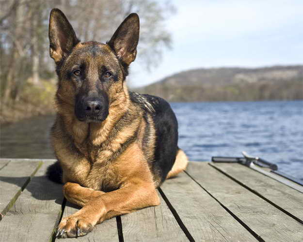 Lifespan Of German Shepherd Dog | PETSIDI