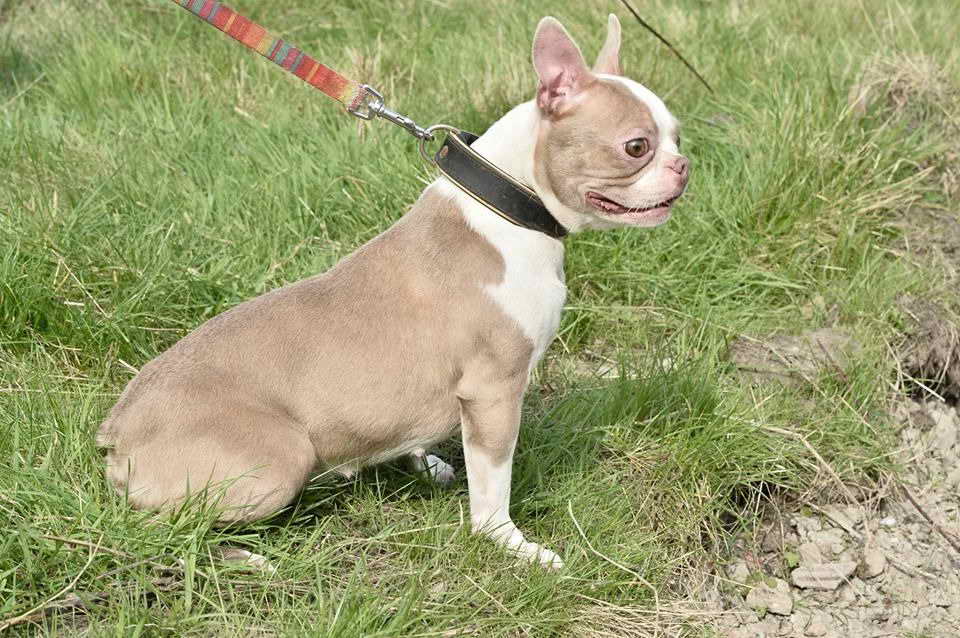 Lilac Boston Terrier For Sale