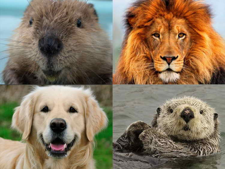 Lion Otter Beaver Golden Retriever Test