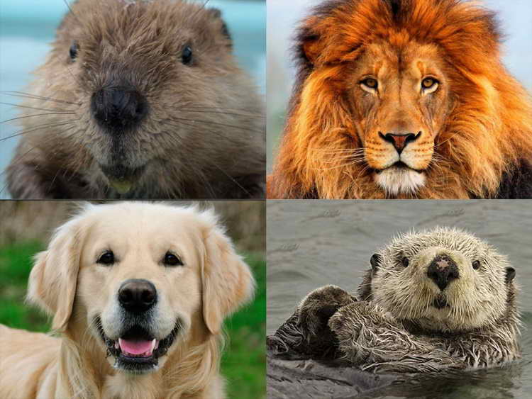 lion otter beaver golden retriever test pdf