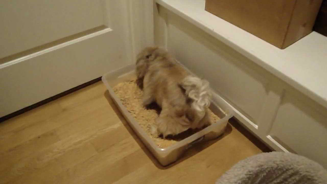 Litter Box Training A Chihuahua