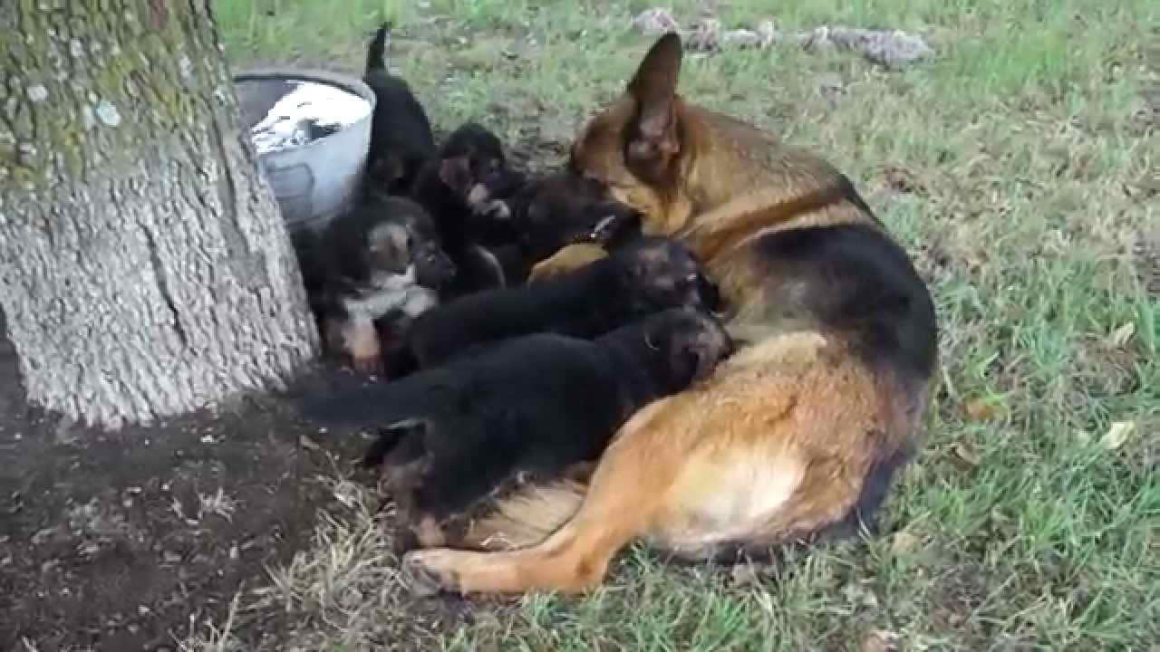 Litter Of German Shepherd Puppies