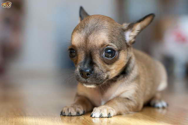 Little Dog Chihuahua