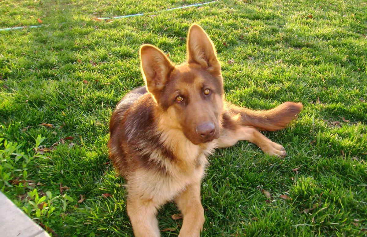 Liver Colored German Shepherd Puppies