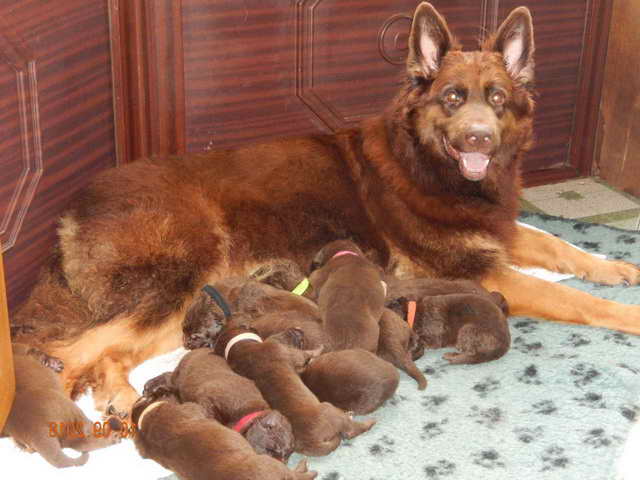 liver colored german shepherd puppies