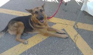 Local German Shepherd