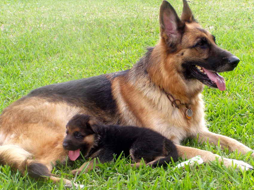 Local German Shepherd Breeders