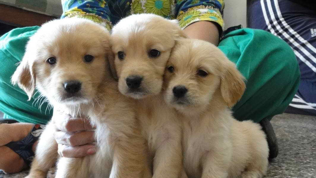 Local Golden Retriever Puppies