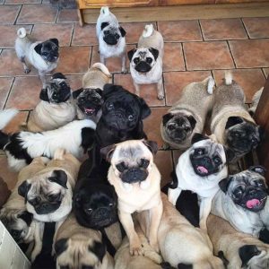 Local Pug Breeders