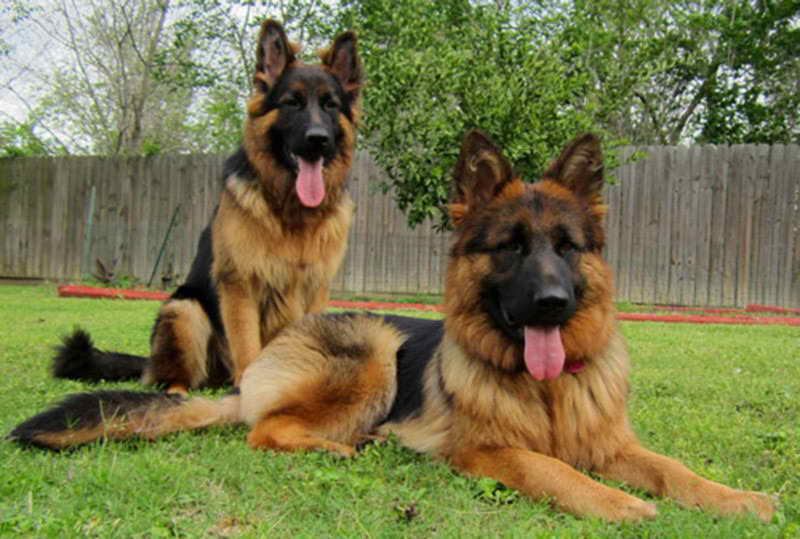 Long Coat German Shepherd For Sale