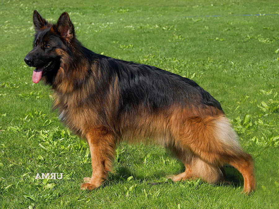 Long Coat German Shepherd Puppy