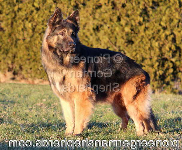 Long Coat German Shepherd Rescue