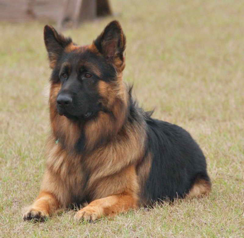 Long Coated German Shepherd Puppies For Sale