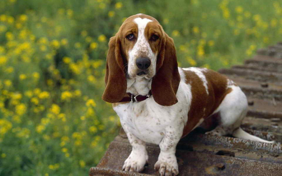 Long Eared Beagle