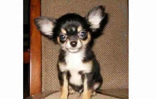 Long Hair Chihuahua For Sale