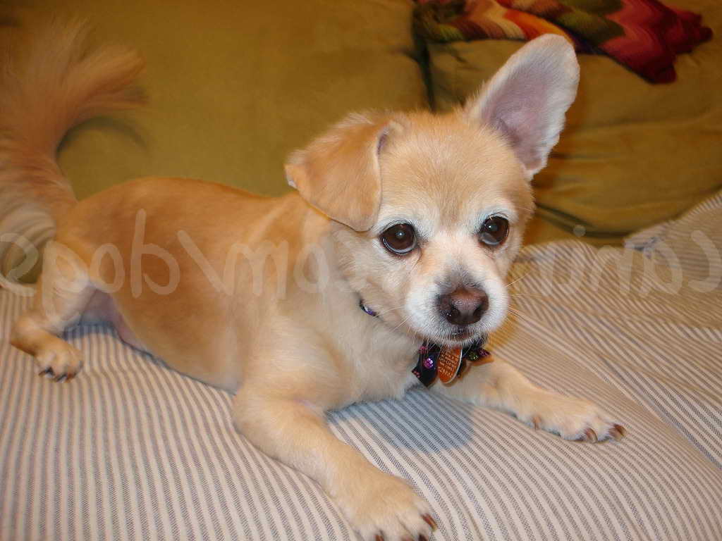 Long Hair Chihuahua Haircut