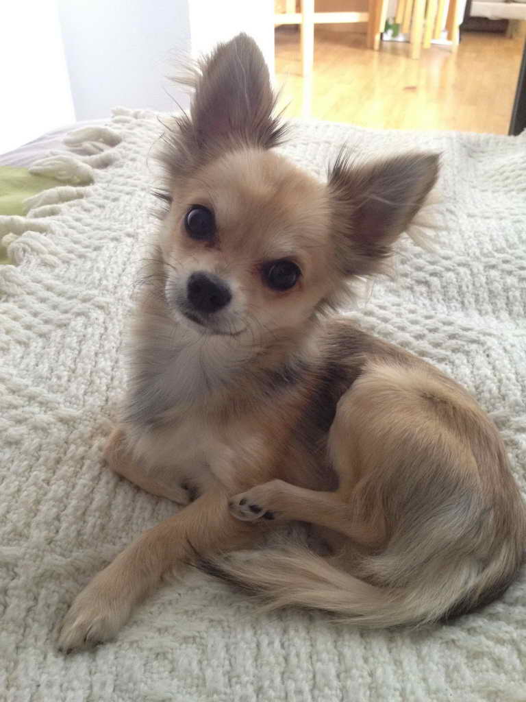 Long Hair Chihuahua Puppies For Adoption